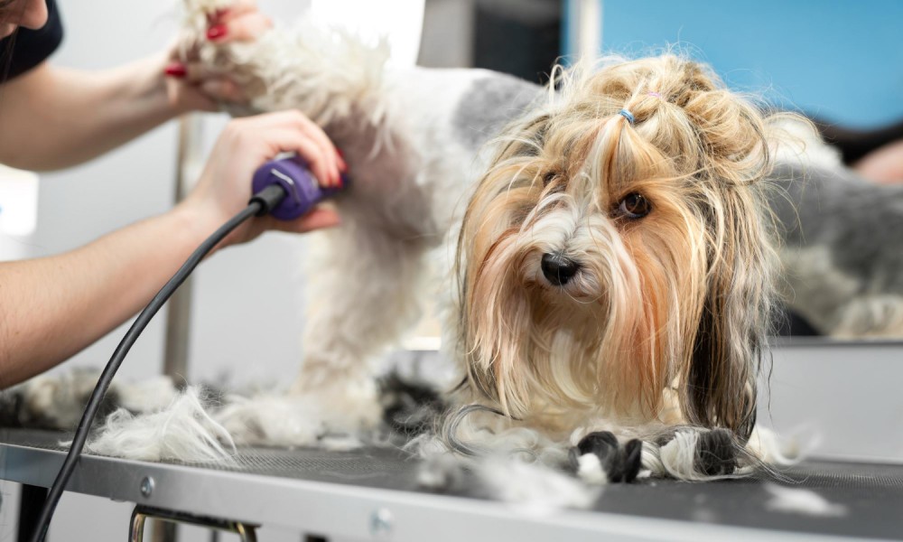 Pet Hairdress